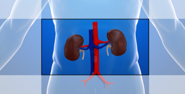 TEK BÖBREK İLE YAŞAMAK :